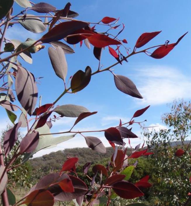 Corymbia blakei (Eucalyptus blakelyi) - Eucalipto Goma Vermelha do Blakely, Blakelys Red Gum - Imagem 7