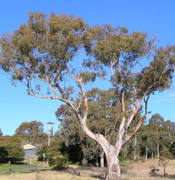 Corymbia blakei (Eucalyptus blakelyi) - Eucalipto Goma Vermelha do Blakely, Blakelys Red Gum - Imagem 8