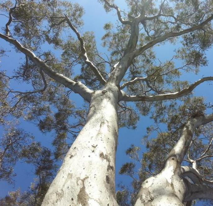 Corymbia blakei (Eucalyptus blakelyi) - Eucalipto Goma Vermelha do Blakely, Blakelys Red Gum - Imagem 9