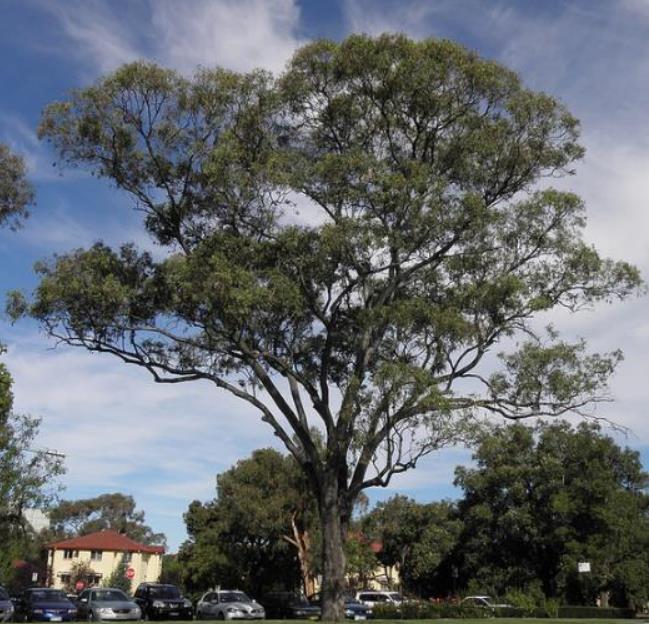 Corymbia blakei (Eucalyptus blakelyi) - Eucalipto Goma Vermelha do Blakely, Blakelys Red Gum - Imagem 10