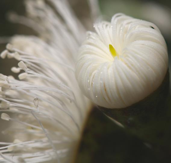 Corymbia Eximia Nana - Eucalipto Goma Dourada, Dwarf Golden Gum, Dwarf Yellow Bloodwood