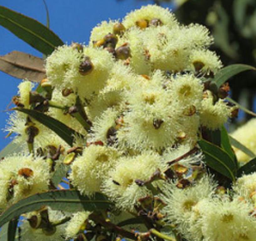 Corymbia Eximia Nana - Eucalipto Goma Dourada, Dwarf Golden Gum, Dwarf Yellow Bloodwood - Imagem 3