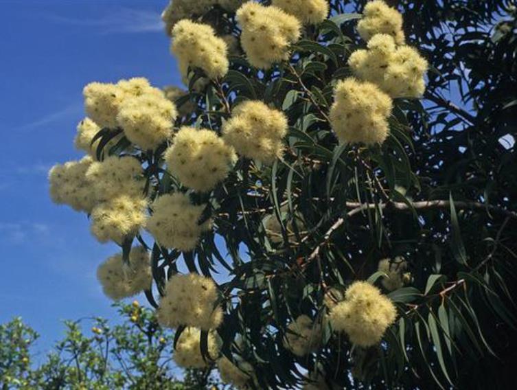Corymbia Eximia Nana - Eucalipto Goma Dourada, Dwarf Golden Gum, Dwarf Yellow Bloodwood - Imagem 4