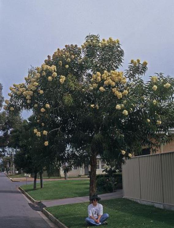 Corymbia Eximia Nana - Eucalipto Goma Dourada, Dwarf Golden Gum, Dwarf Yellow Bloodwood - Imagem 5