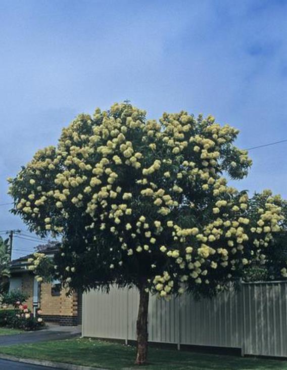 Corymbia Eximia Nana - Eucalipto Goma Dourada, Dwarf Golden Gum, Dwarf Yellow Bloodwood - Imagem 6