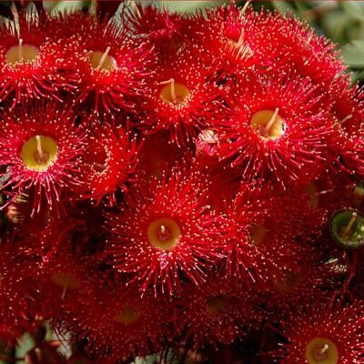Corymbia ficifolia (Eucalyptus ficifolia x Calophylla) - Eucalipto goma de florescência vermelha