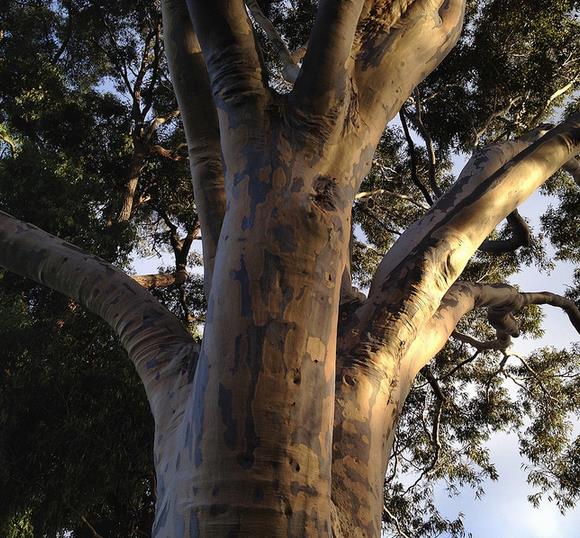Corymbia Maculata - Eucalipto Maculata, Eucalipto Manchado, Goma Manchado