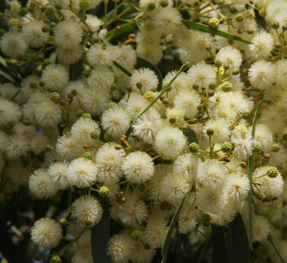 Corymbia Maculata - Eucalipto Maculata, Eucalipto Manchado, Goma Manchado - Imagem 2