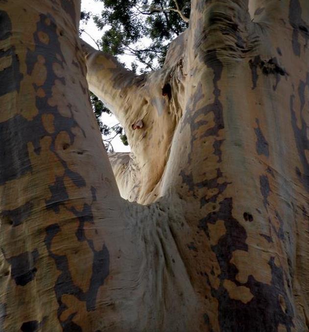 Corymbia Maculata - Eucalipto Maculata, Eucalipto Manchado, Goma Manchado - Imagem 7