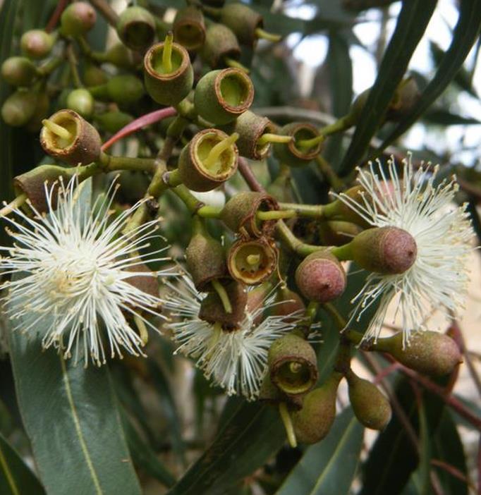 Corymbia Maculata - Eucalipto Maculata, Eucalipto Manchado, Goma Manchado - Imagem 8