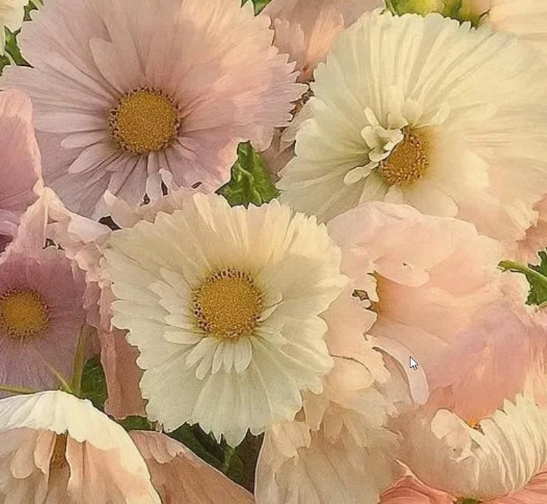 Cosmos bipinnatus ‘Cupcakes Blush’ - Cupcakes brancos rosados - Imagem 3