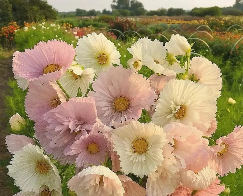 Cosmos bipinnatus ‘Cupcakes Blush’ - Cupcakes brancos rosados - Imagem 5