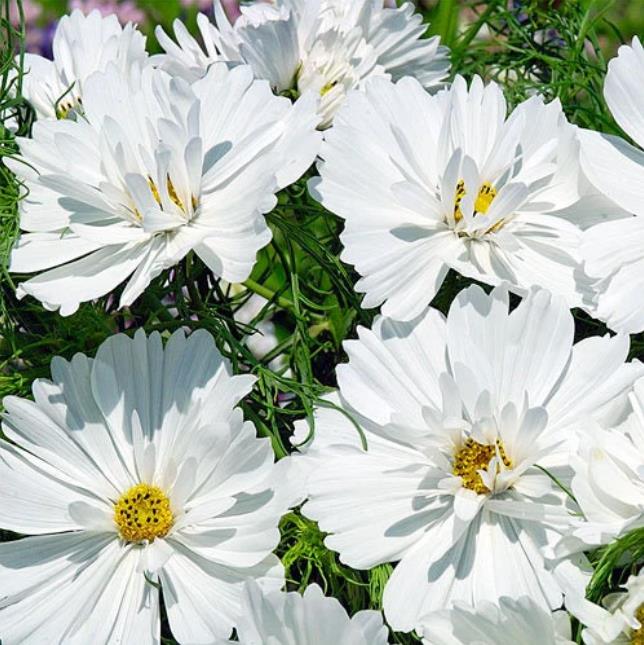 Cosmos bipinnatus ‘Cupcakes Blush’ - Cupcakes brancos rosados - Imagem 6