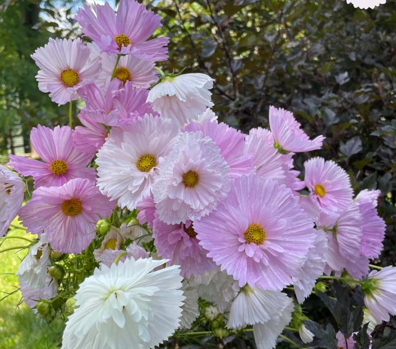 Cosmos bipinnatus ‘Cupcakes Blush’ - Cupcakes brancos rosados - Imagem 7