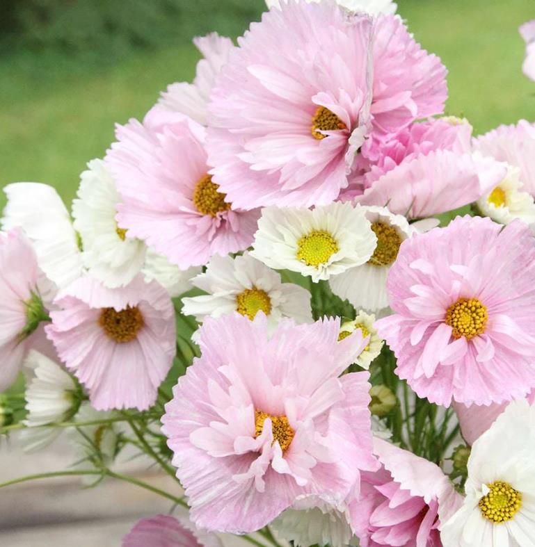 Cosmos bipinnatus ‘Cupcakes Blush’ - Cupcakes brancos rosados - Imagem 8