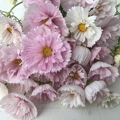 Cosmos bipinnatus ‘Cupcakes Blush’ - Cupcakes brancos rosados