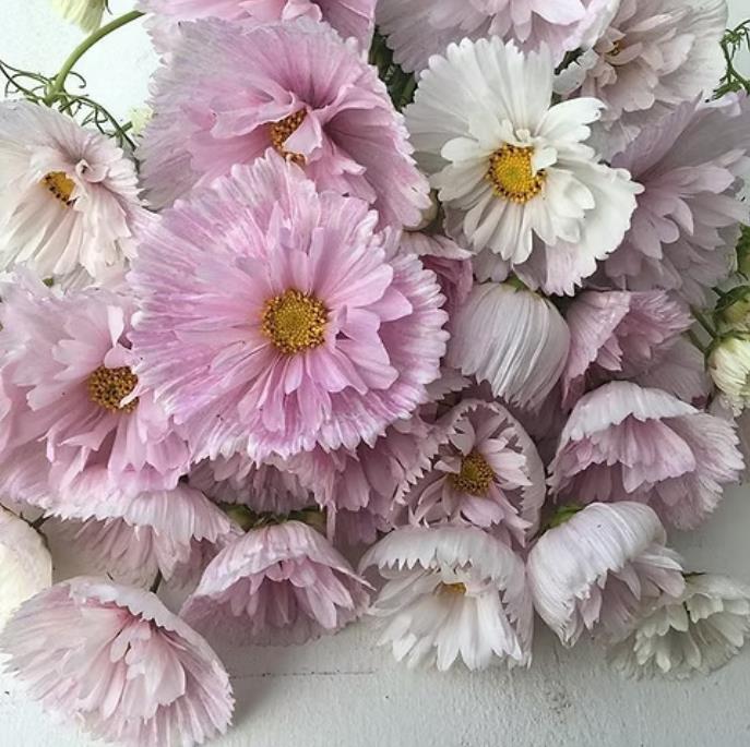 Cosmos bipinnatus ‘Cupcakes Blush’ - Cupcakes brancos rosados