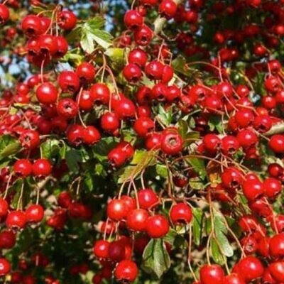 Crataegus laevigata (Crataegus oxycantha) - Planta do Coração, Hawthorn Berry - Espinheiro Alvar