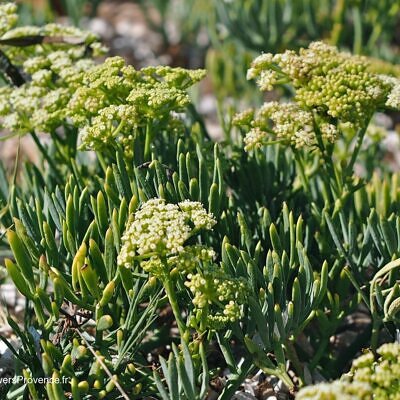 Crithmum maritimum - Funcho do Mar, Erva do Mar, Samphire, Perrexil do Mar
