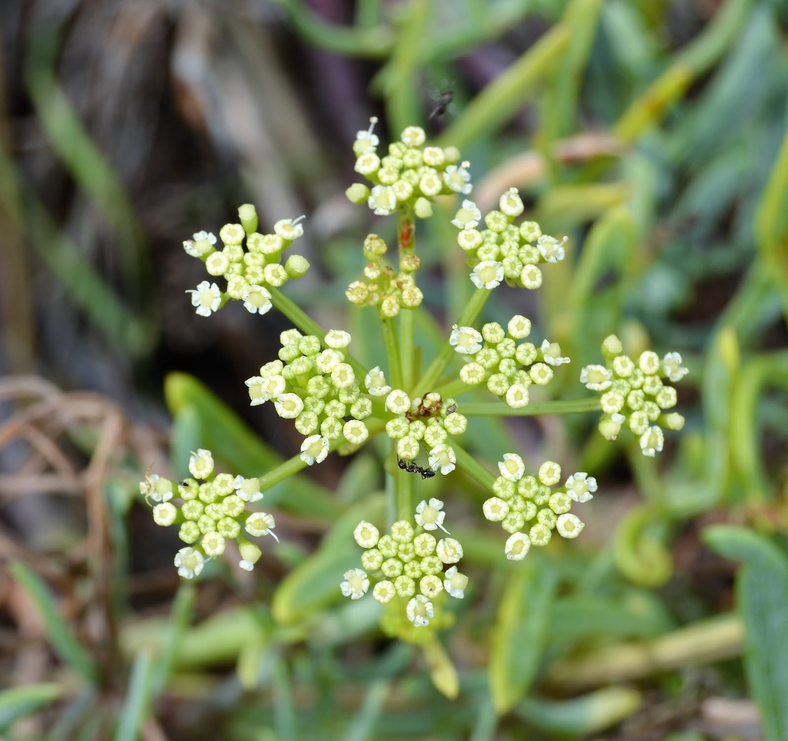 Crithmum maritimum - Funcho do Mar, Erva do Mar, Samphire, Perrexil do Mar - Imagem 4