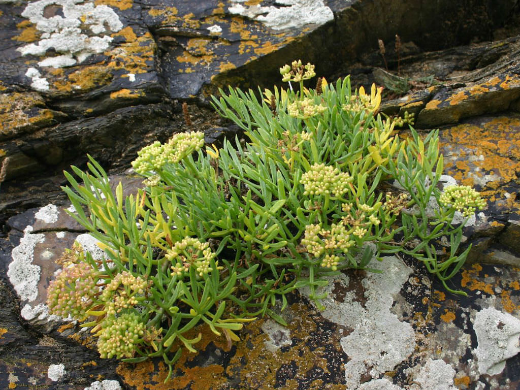 Crithmum maritimum - Funcho do Mar, Erva do Mar, Samphire, Perrexil do Mar - Imagem 7