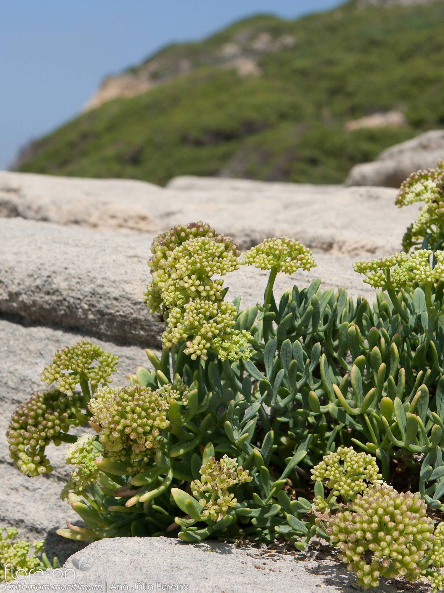 Crithmum maritimum - Funcho do Mar, Erva do Mar, Samphire, Perrexil do Mar - Imagem 8