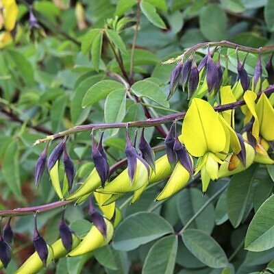 Crotalaria agatiflora -  Arbusto Canário, Arbusto Beija Flor, Flor Pássaro, Birdflower