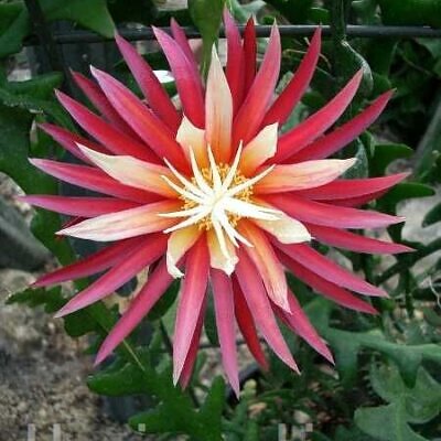 CRYPTOCEREUS ANTHONYANUS - RIC RAC