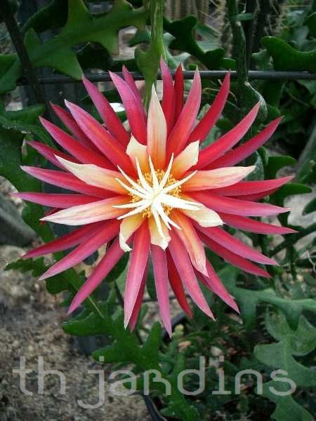 CRYPTOCEREUS ANTHONYANUS - RIC RAC