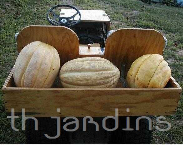 Cucumis melo "Guinnes" North Carolina Giant Cantaloupe - Melão Gigante Guinnes Cantaloupe, Melão Cantaloupe Gigante da Carolina do Norte - Imagem 2