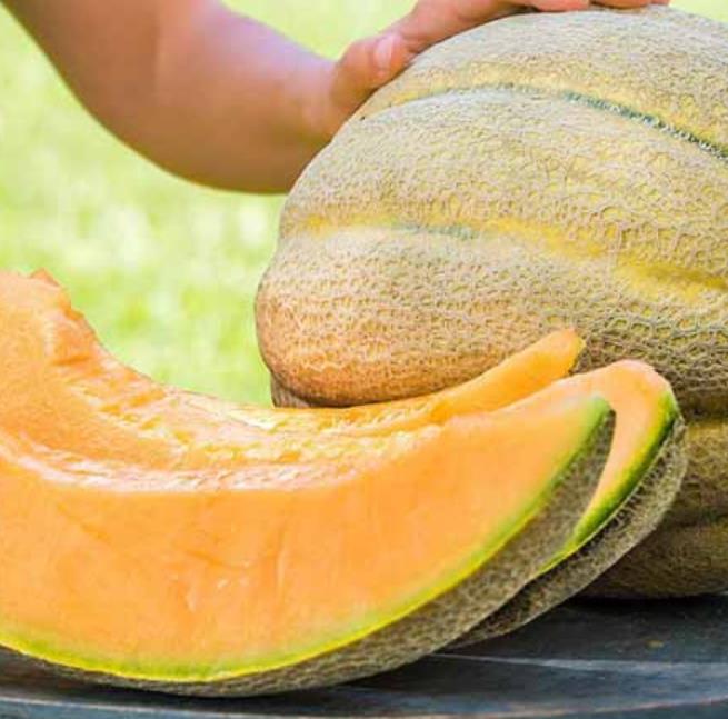 Cucumis melo "Guinnes" North Carolina Giant Cantaloupe - Melão Gigante Guinnes Cantaloupe, Melão Cantaloupe Gigante da Carolina do Norte - Imagem 3