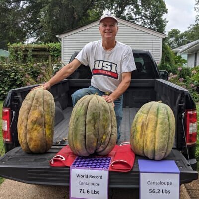 Cucumis melo "Guinnes" North Carolina Giant Cantaloupe - Melão Gigante Guinnes Cantaloupe, Melão Cantaloupe Gigante da Carolina do Norte