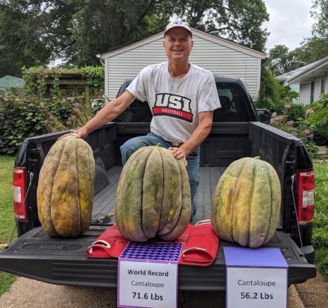 Cucumis melo "Guinnes" North Carolina Giant Cantaloupe - Melão Gigante Guinnes Cantaloupe, Melão Cantaloupe Gigante da Carolina do Norte