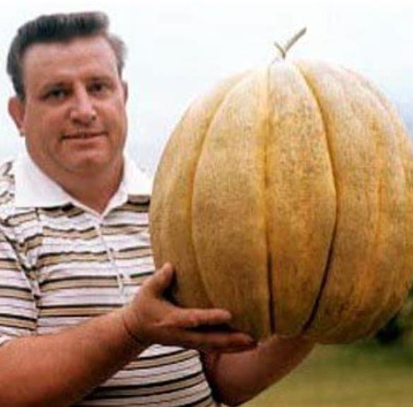 Cucumis melo "Guinnes" North Carolina Giant Cantaloupe - Melão Gigante Guinnes Cantaloupe, Melão Cantaloupe Gigante da Carolina do Norte - Imagem 4