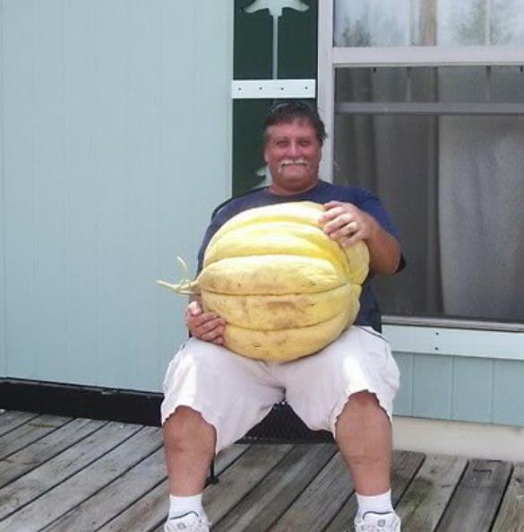 Cucumis melo "Guinnes" North Carolina Giant Cantaloupe - Melão Gigante Guinnes Cantaloupe, Melão Cantaloupe Gigante da Carolina do Norte - Imagem 5