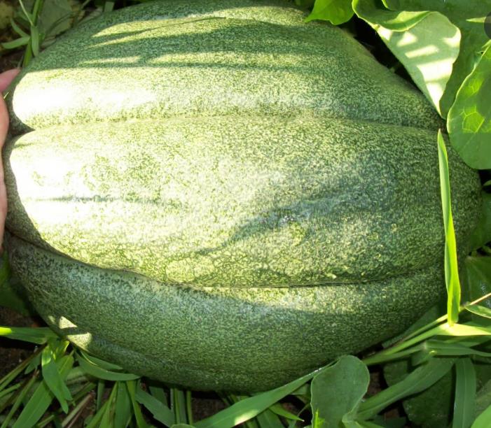 Cucumis melo "Guinnes" North Carolina Giant Cantaloupe - Melão Gigante Guinnes Cantaloupe, Melão Cantaloupe Gigante da Carolina do Norte - Imagem 6