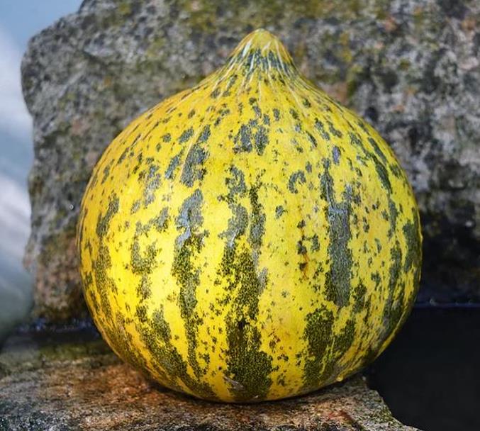 Cucumis melo Alacati (Certificação Orgânica) - Melão Alacati, Melão Turco Alacati - Imagem 2