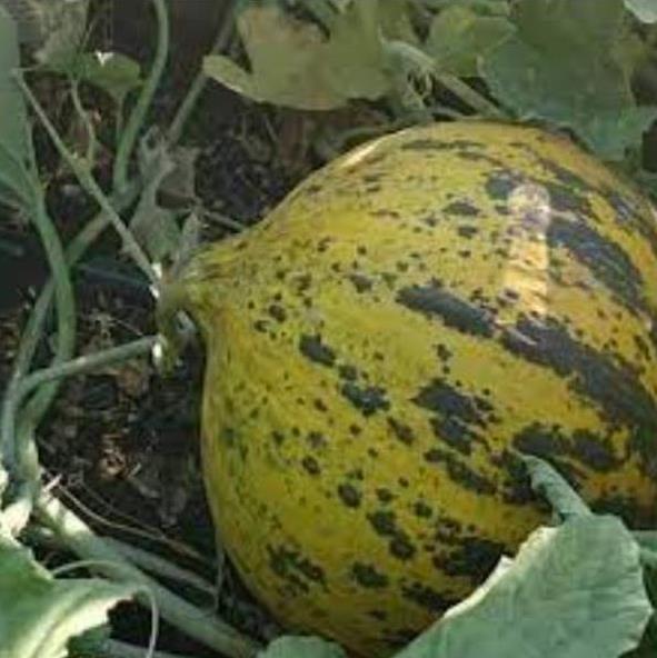 Cucumis melo Alacati (Certificação Orgânica) - Melão Alacati, Melão Turco Alacati - Imagem 3
