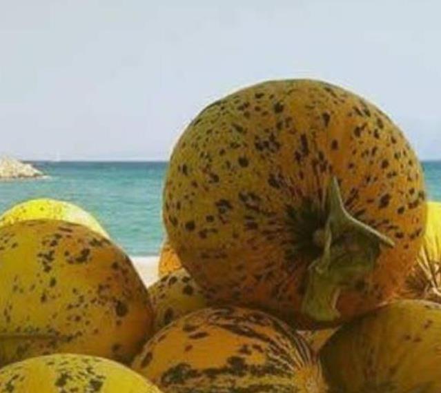 Cucumis melo Alacati (Certificação Orgânica) - Melão Alacati, Melão Turco Alacati - Imagem 5