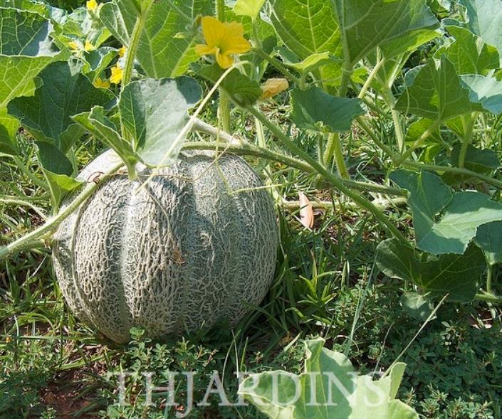 Cucumis melo coração de ouro - Melão Cantaloupe Coração de Ouro - Imagem 2