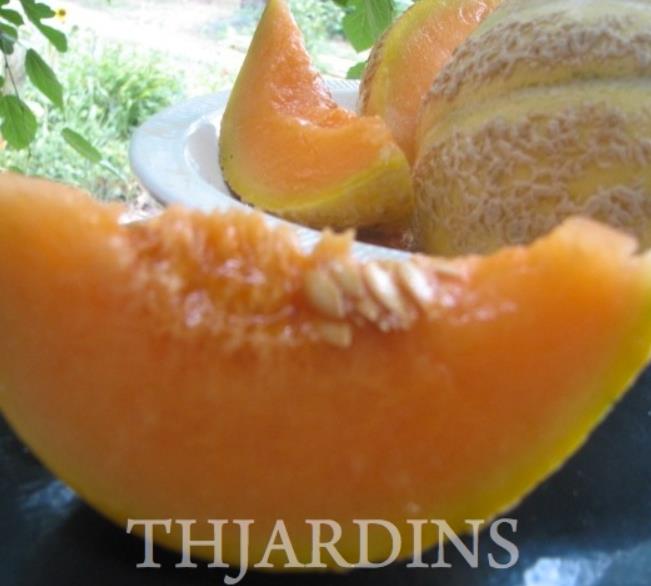 Cucumis melo coração de ouro - Melão Cantaloupe Coração de Ouro - Imagem 4