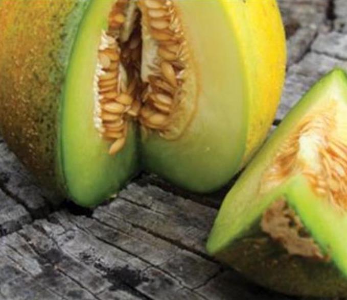 Cucumis melo Ha'Ogen (Certificação Orgânica) - Melão de Israel, Melâo Ha Ogem, Mini Melão Kibbutz, Melâo HaOgem - Imagem 3