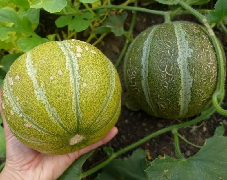 Cucumis melo Ha'Ogen (Certificação Orgânica) - Melão de Israel, Melâo Ha Ogem, Mini Melão Kibbutz, Melâo HaOgem - Imagem 5