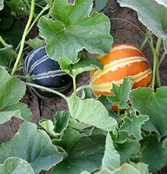 Cucumis melo Kajari (C.O) - Melão Kajari, Melão Mel, Honeydew Melon - Imagem 4