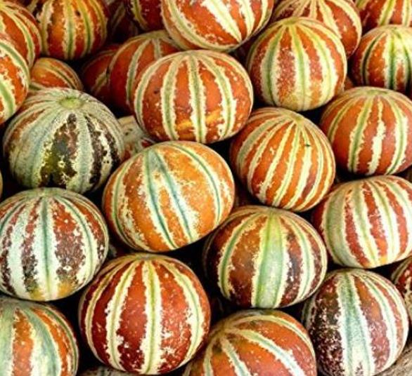 Cucumis melo Kajari (C.O) - Melão Kajari, Melão Mel, Honeydew Melon - Imagem 5