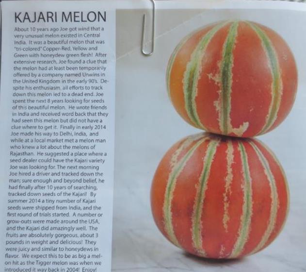 Cucumis melo Kajari (C.O) - Melão Kajari, Melão Mel, Honeydew Melon - Imagem 6