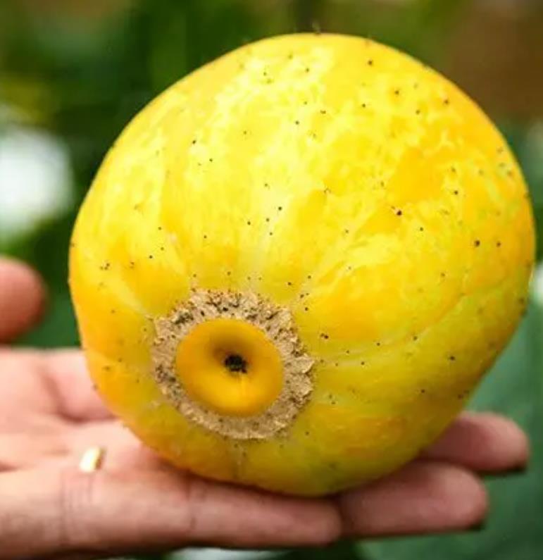 Cucumis melo Lemon Cucumber - Melão Pepino Doce - Imagem 2