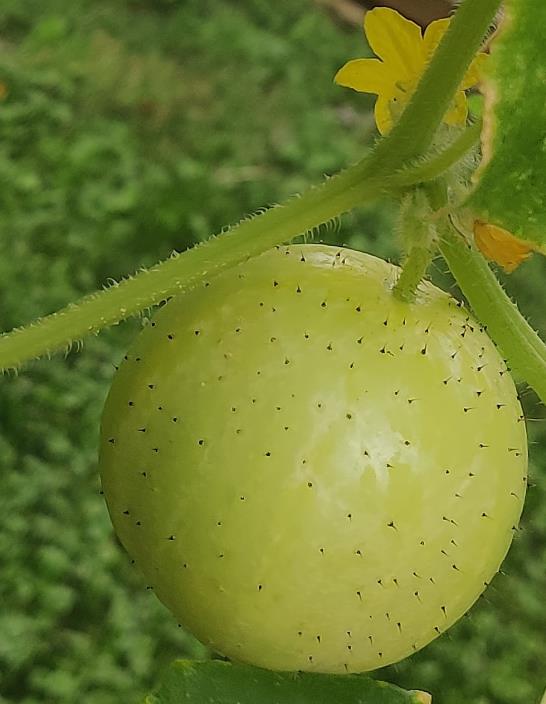 Cucumis melo Lemon Cucumber - Melão Pepino Doce - Imagem 3