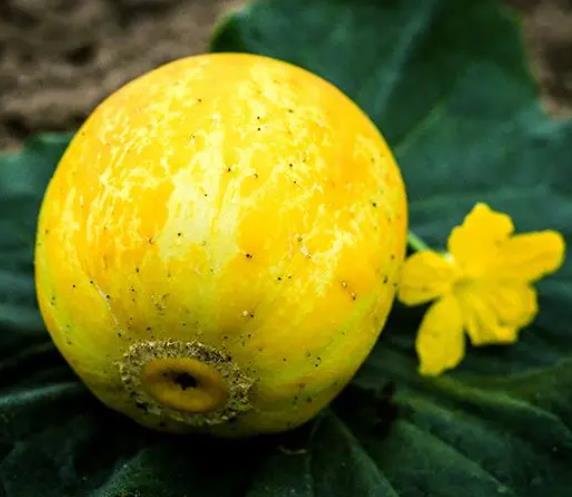 Cucumis melo Lemon Cucumber - Melão Pepino Doce - Imagem 4