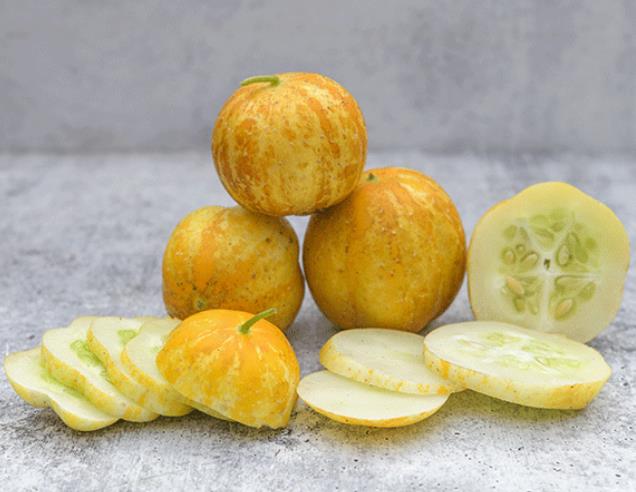 Cucumis melo Lemon Cucumber - Melão Pepino Doce - Imagem 5
